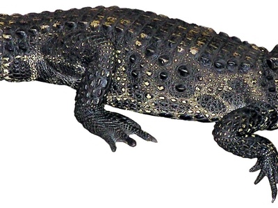Dwarf Crocodile