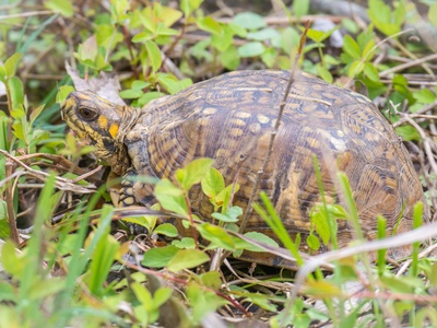 Eastern box turtle