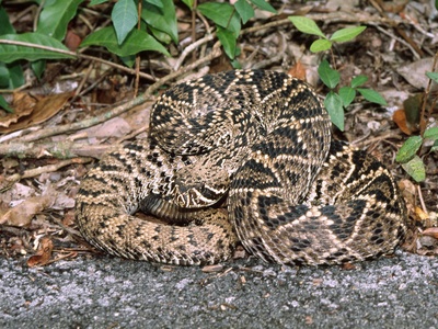 Eastern Diamondback Rattlesnake