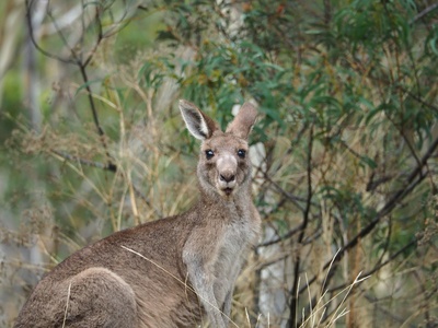 Eastern Grey Kangaroo
