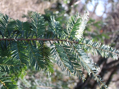 Eastern Hemlock