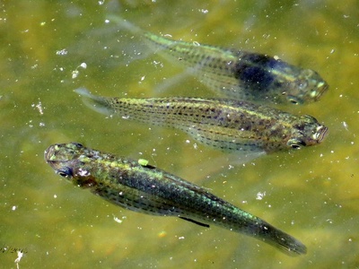 Eastern mosquitofish