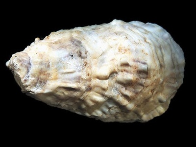 Eastern oyster