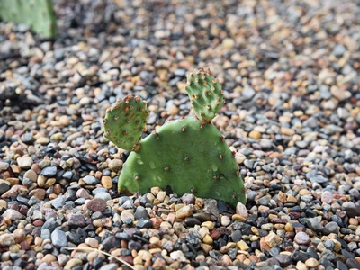 Eastern Pricklypear