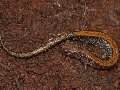 Eastern red-backed salamander