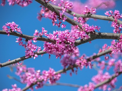 Eastern Redbud