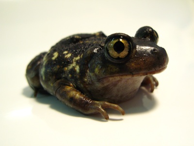Eastern Spadefoot Toad