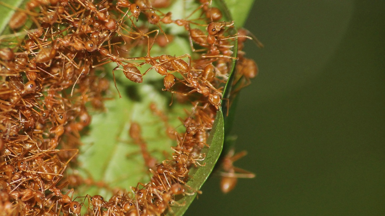Leafcutter ants tending fungus gardens in a tropical forest