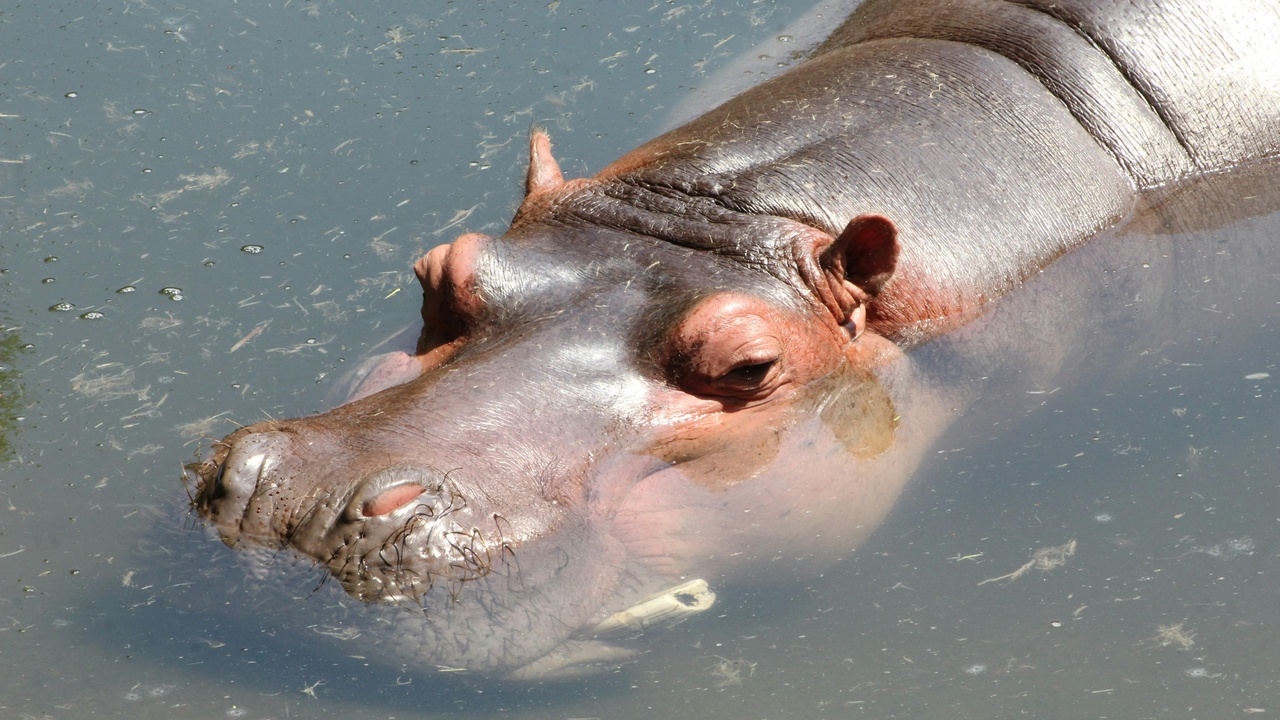 Hippo in river defecating, illustrating nutrient transfer to aquatic systems