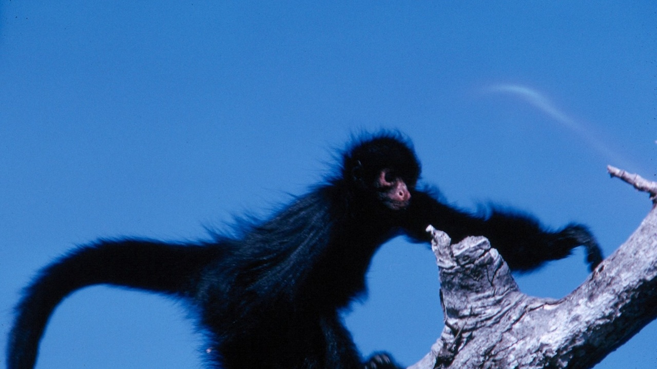 Mixed-diet species foraging in urban and wild environments