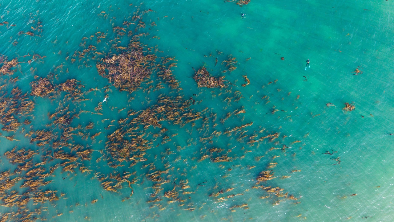 Kelp forest with fish and invertebrates showing habitat complexity