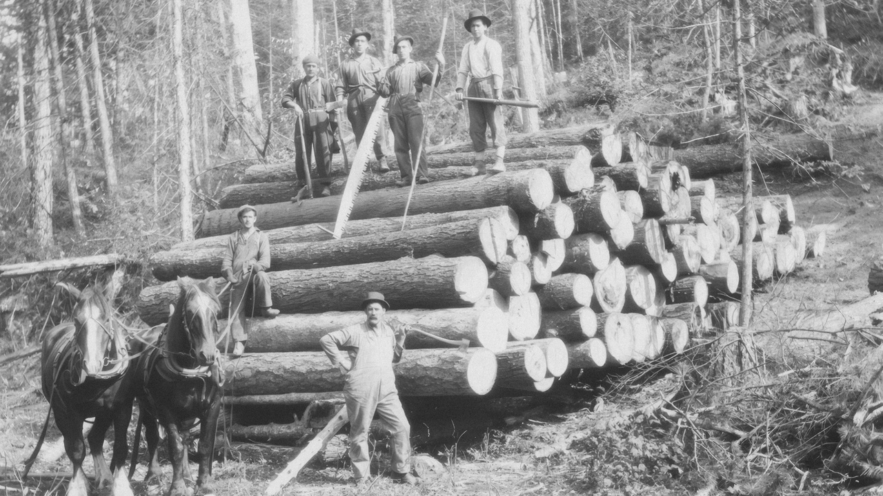 Logged conifer timber stacks and a distant boreal forest