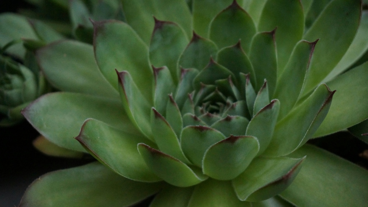 Xeriscaped yard with succulents and native shrubs, plus agave and prickly pear used for food and restoration