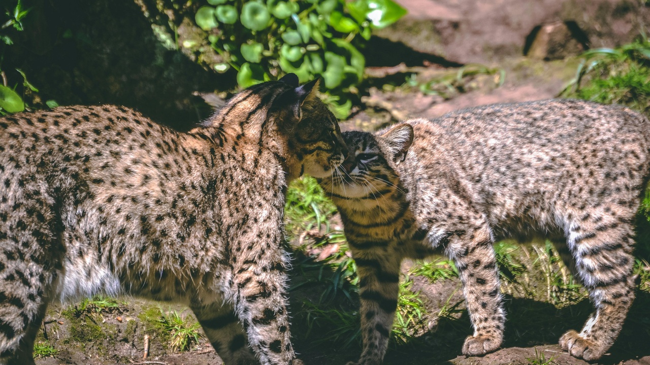 A lynx stalking a snowshoe hare in a snowy boreal forest clearing, illustrating predator–prey dynamics