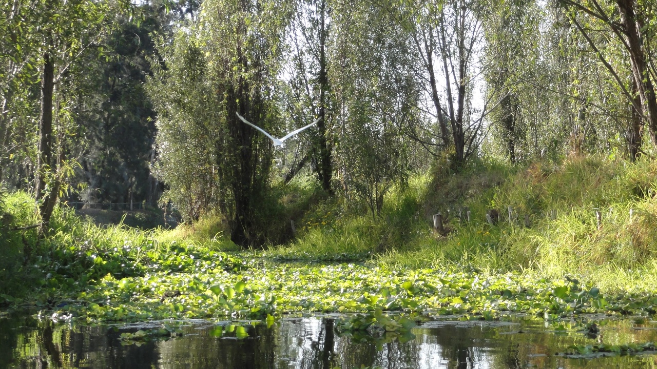 Xochimilco canals where wild axolotls live