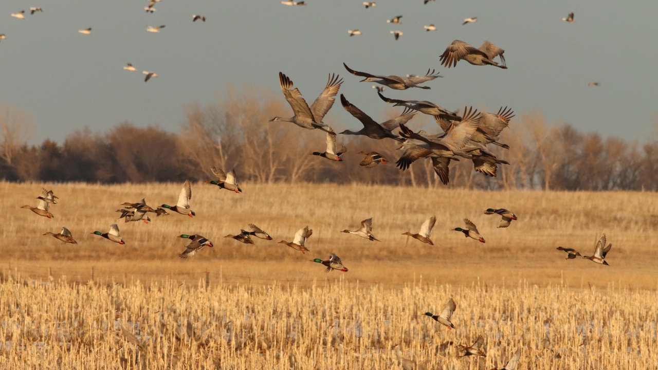 Wetland with feeding waterfowl at sunrise