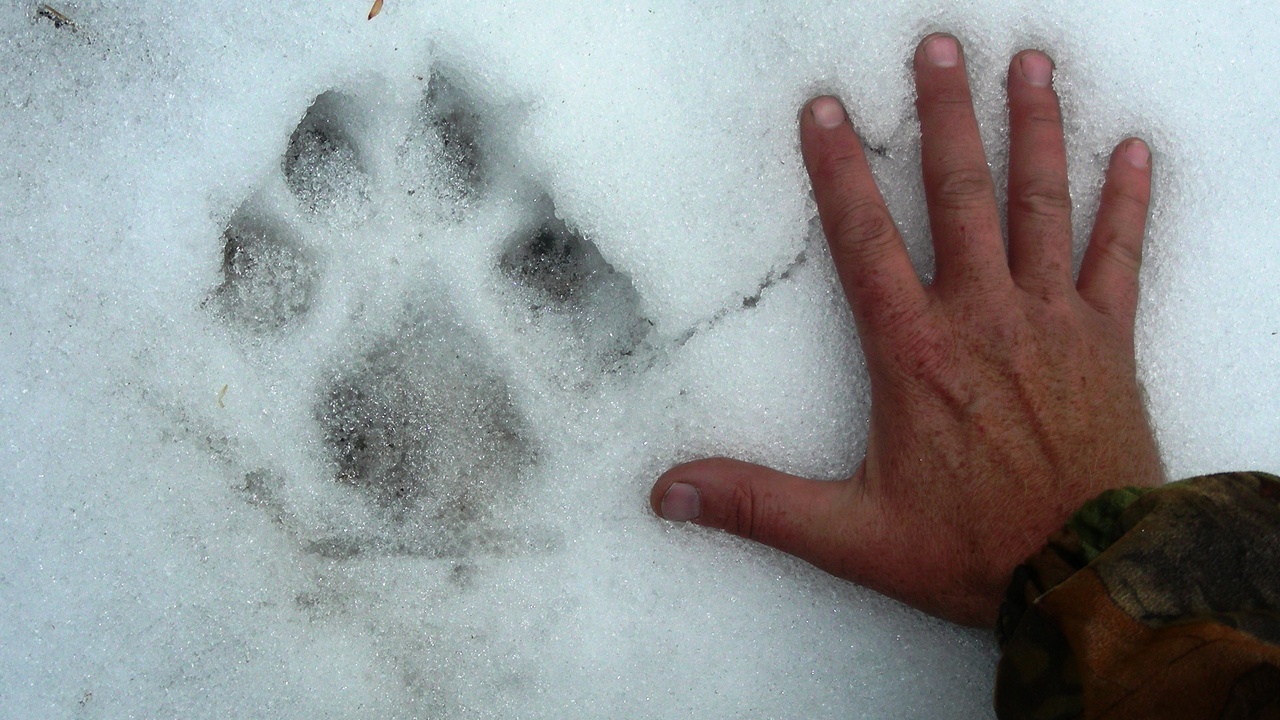 Wolves hunting elk in a winter landscape