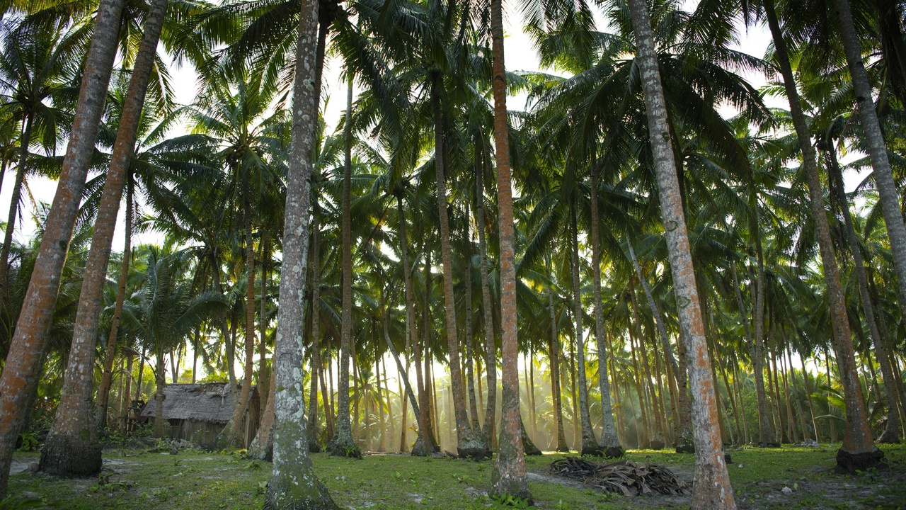 Coconut plantations, mangroves, and abaca fiber production in the Philippines