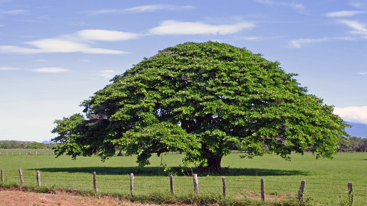Large Guanacaste tree with wide canopy shading a rural road near a village, illustrating cultural and community uses of trees.