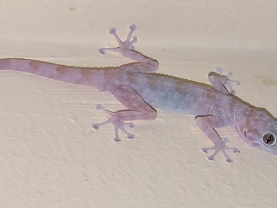 Egyptian Fan-fingered Gecko