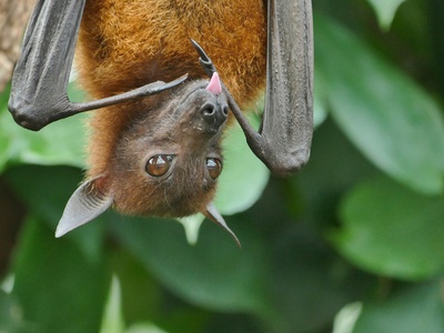 Egyptian Fruit Bat