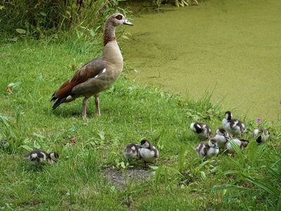 Egyptian Goose