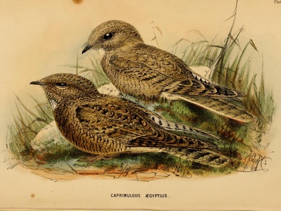 Egyptian Nightjar