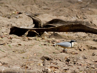 Egyptian Plover