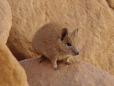 Egyptian spiny mouse