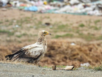 Egyptian Vulture