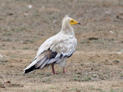 Egyptian Vulture