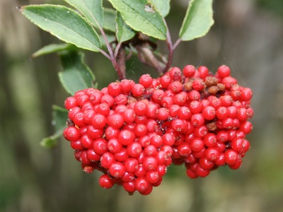 Elderberry