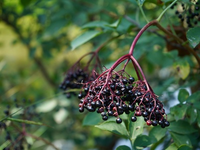 Elderberry