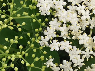 Elderflower