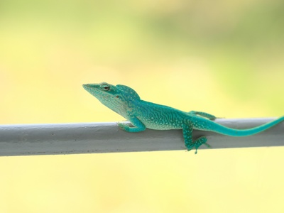 Electric Blue Day Gecko