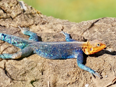 Electric Blue Day Gecko
