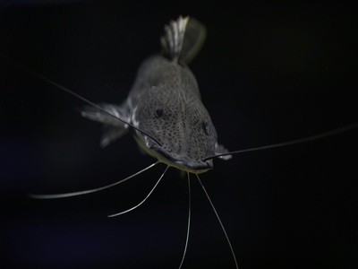 Electric catfish