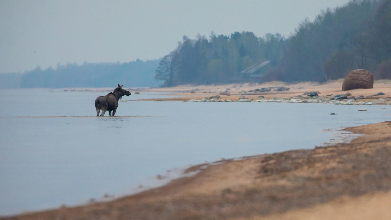 Eurasian lynx in Latvian mixed forest near bog