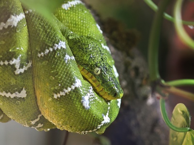 Emerald tree boa