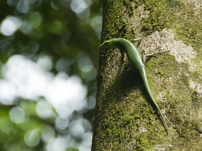Emerald Tree Skink