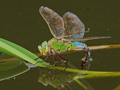 Emperor Dragonfly