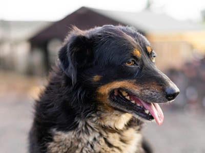 English Shepherd