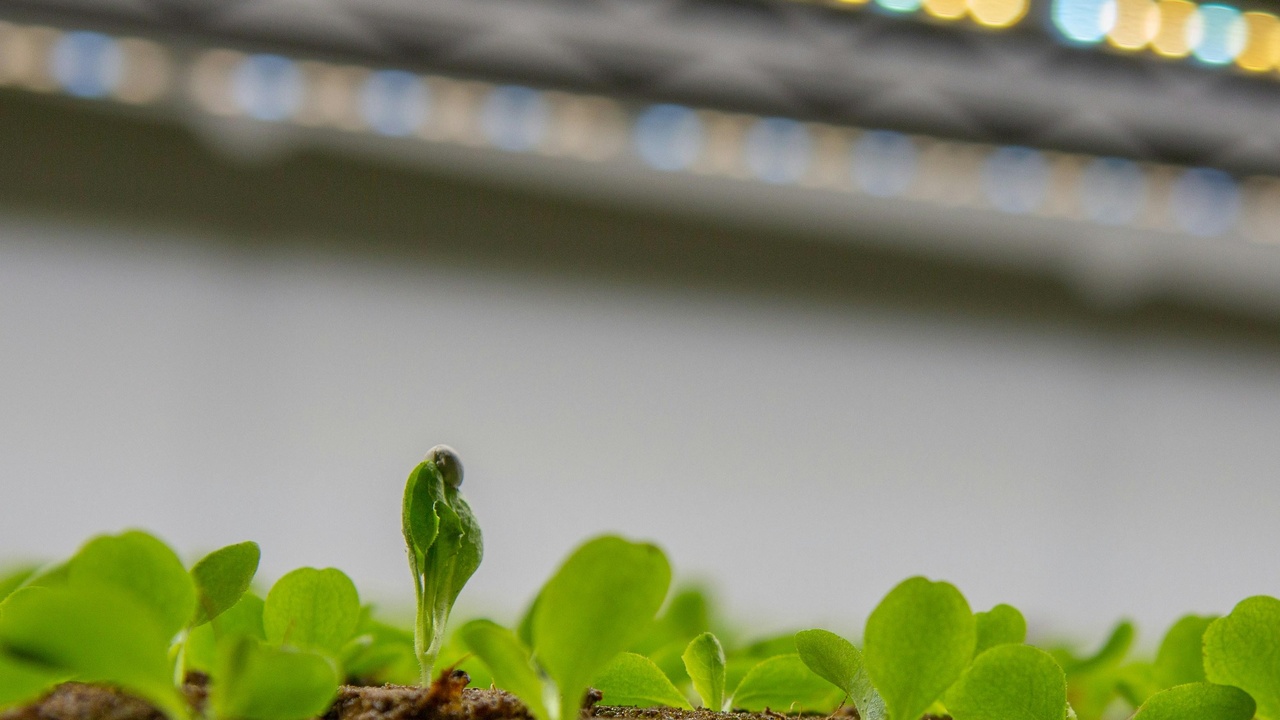 Indoor seedling setup with LED grow lights and a heat mat for consistent germination.