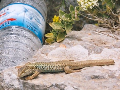 Erhard's Wall Lizard