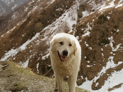 Estrela Mountain Dog