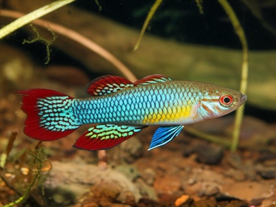 Etzel's Killifish