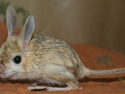 Euphrates Jerboa