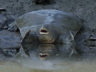 Euphrates softshell turtle