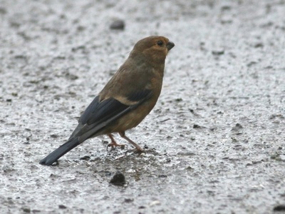 Eurasian Bullfinch