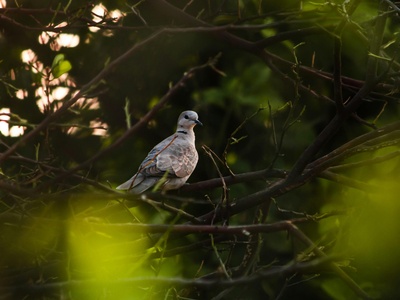 Eurasian Collared Dove